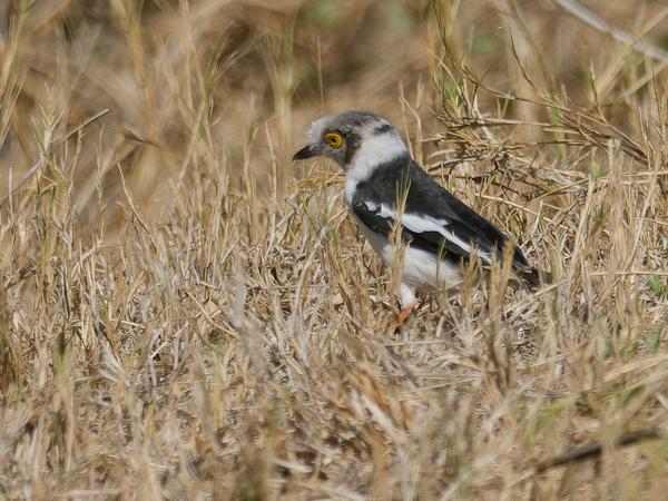 <h3>Prionops plumatus / White‑crested helmetshrike / Helmklauwier</h3>OM-1 Mark II with OLYMPUS M.300mm F4.0, 1/2000 sec at F4.0, ISO 200, distance 18.6 m